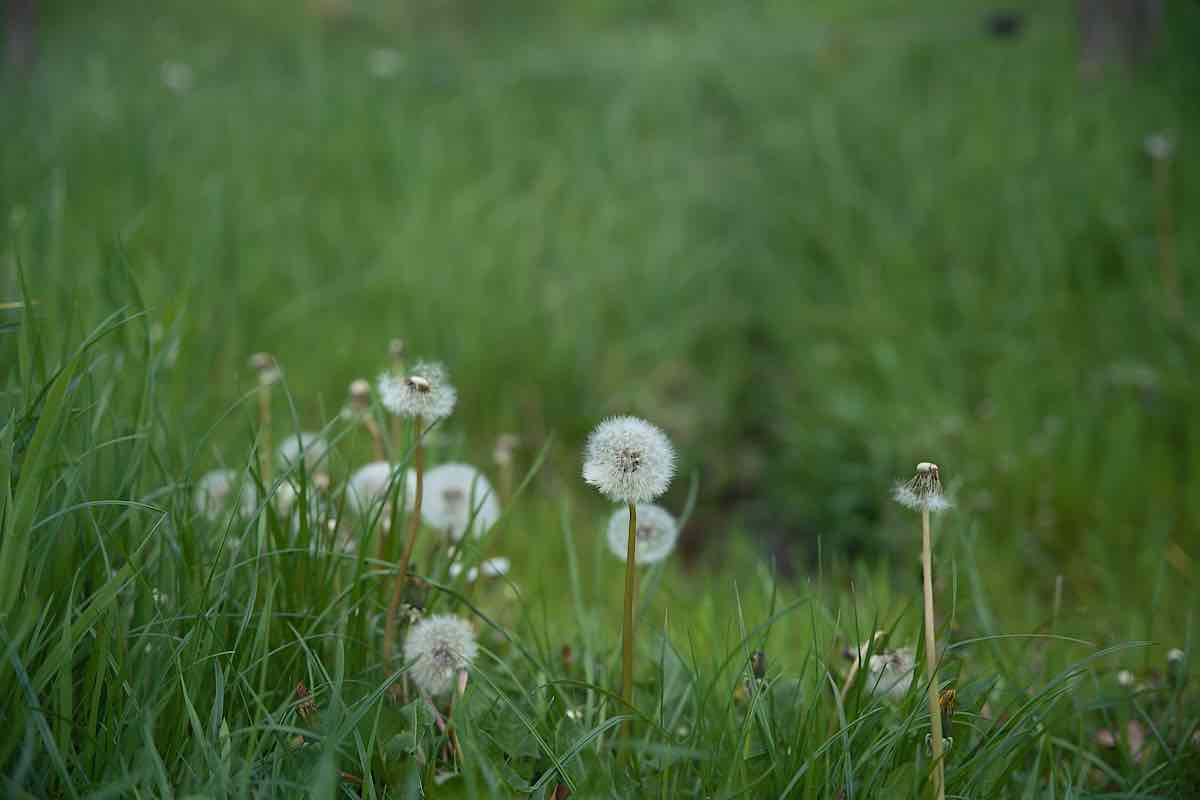 Gründe Welt voller Leben