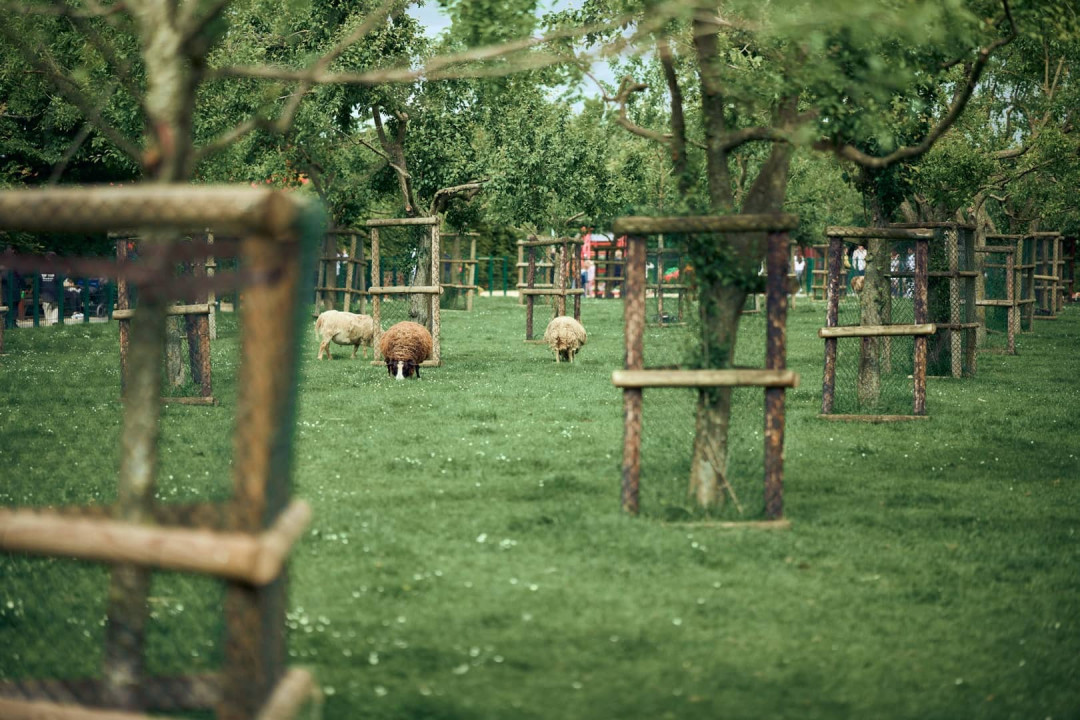 Gnadenhof-Streichelzoo am Gertrudenhof – Herzstück des Erlebnisgeländes